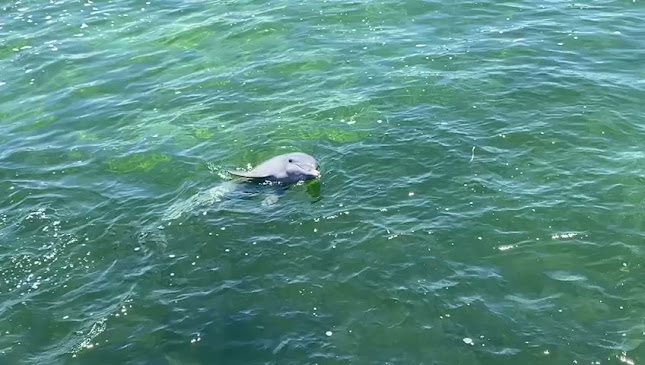 Ricky's Burger Lima - Gastronomía y hostelería