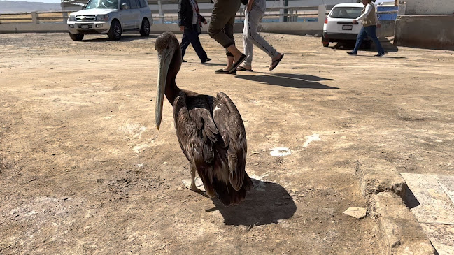 Comentarii opinii despre Restaurant-Cevichería La Tia Fela