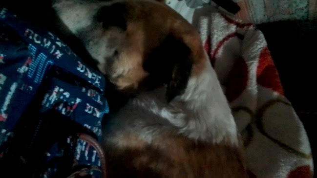 Opinii despre restaurant WALDY´S în Puquío - Gastronomía y hostelería