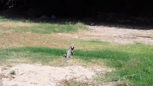 Jr. Mariano Diaz 523, Catacaos 20006