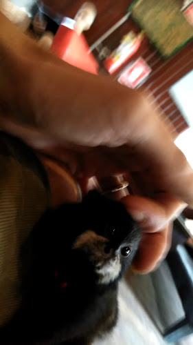 Comentarii opinii despre Elixir restaurante veggy & vegan