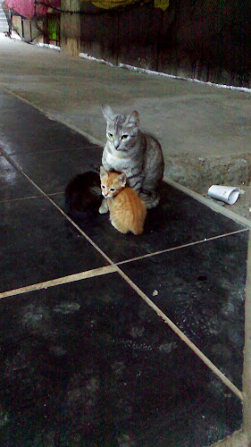 Mercado Santo Domingo - Gastronomía y hostelería