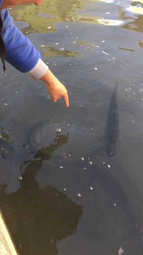 Opinii despre Recreo Criadero De Truchas " El Paraiso" în Caraz - Gastronomía y hostelería