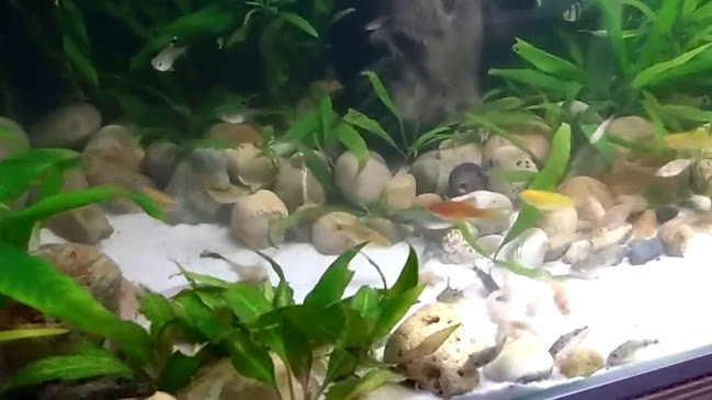 Comentarii opinii despre Mercado Sarita Colonia - SMP