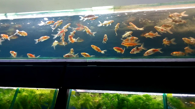 Comentarii opinii despre Mercado Mayorista