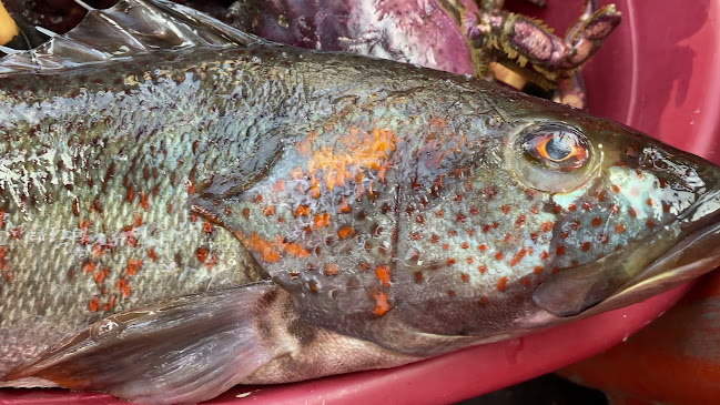 Opinii despre Simbote restaurant în Chimbote - Gastronomía y hostelería