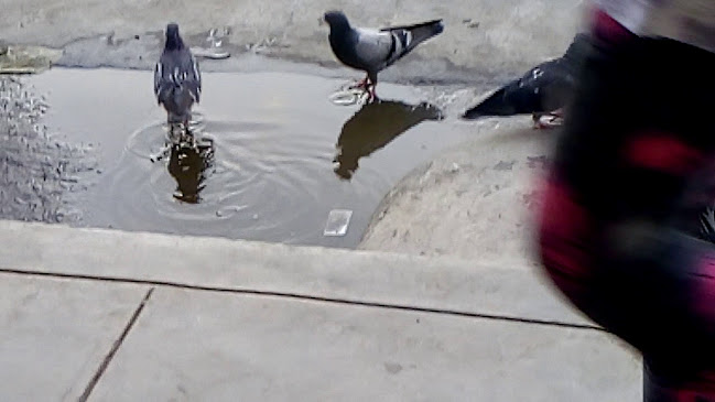 Juguería Restaurante Rosita