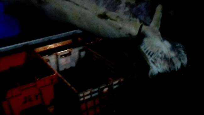 Comentarii opinii despre Nuevo Terminal Pesquero