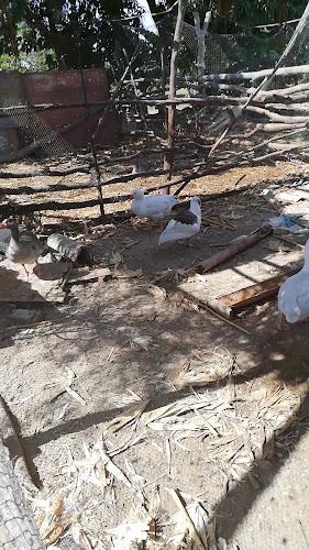 Comentarii opinii despre Picanteria "Los Mangales" Catacaos Piura Campestre