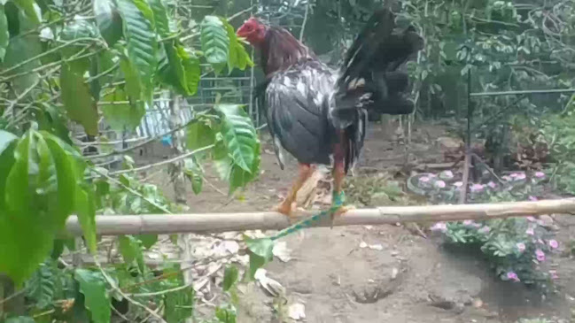 Jiron Cajamarca 263, San Ignacio 06845