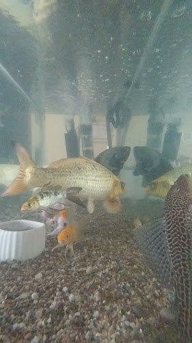 Opinii despre Furulos în Piura - Gastronomía y hostelería