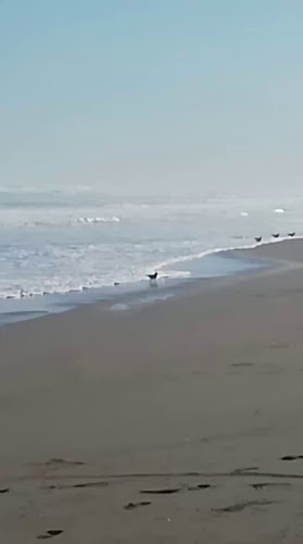 Opinii despre Casa Cochinolas în La Punta - Gastronomía y hostelería