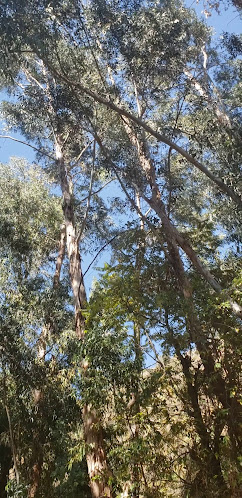 Comentarii opinii despre Recreo Campestre El Pionero. San Miguel De Mayocc