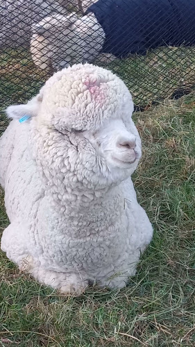 PACHAMAMA HOSPEDAJE & RESTAURANT Pitumarca - Pitumarca