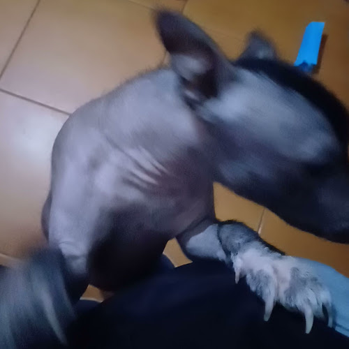 Mercado N°. 2 Surco