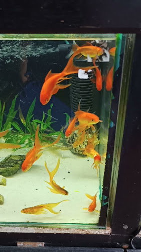 Mercado Zonal EX Palermo - Trujillo