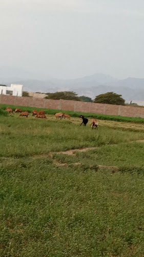 X6RW+37P, Carr. Jorge Chavez, San Juan Bautista 11000