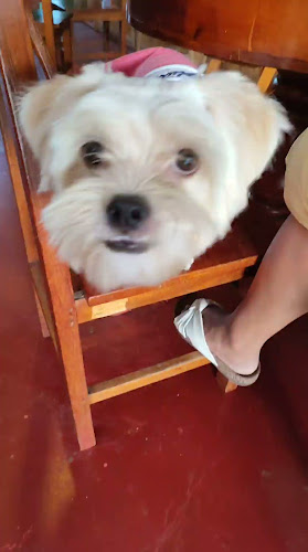 Opinii despre Cafetería Oro Verde în Lamas - Gastronomía y hostelería