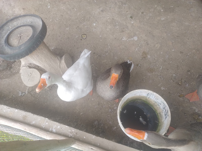 Divermarquiz - Cieneguilla