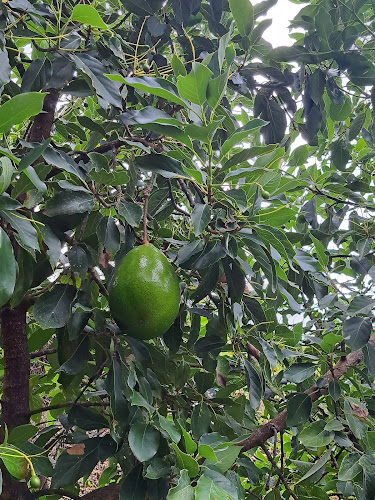 2W33+H3X, Oxamarca 06210