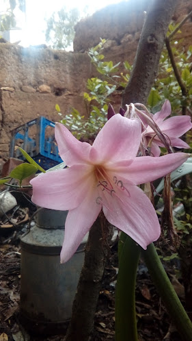 Opinii despre Mister V Events în Cajamarca - Gastronomía y hostelería