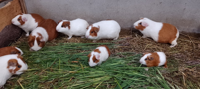 Comentarii opinii despre La Señora Patita