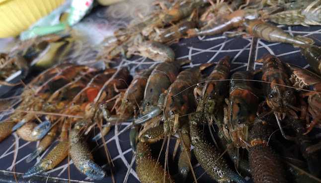 Recreo Campestre Los Pacaes - Gastronomía y hostelería