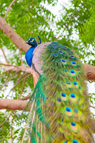 Villa Alcafé - Jaén
