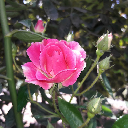 Comentarii opinii despre DK & J Diseño y Edicion