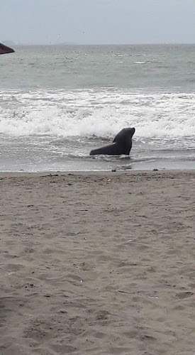 Restautant LAS GAVIOTAS - Gastronomía y hostelería