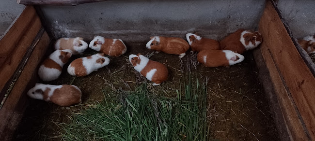 Opinii despre La Señora Patita în Cajamarca - Gastronomía y hostelería