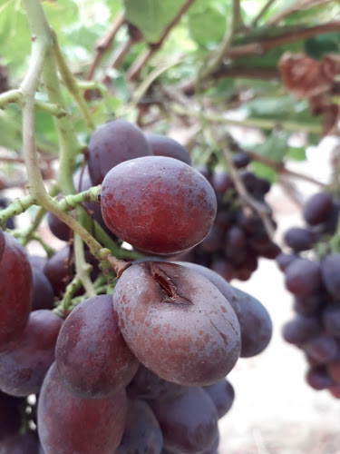 Restaurante Mar & Mar by Panchito - Gastronomía y hostelería