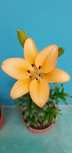 Recreo campestre "El Abuelo" - Anguía