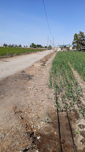 Opinii despre Cafe Shutton în Majes - Gastronomía y hostelería