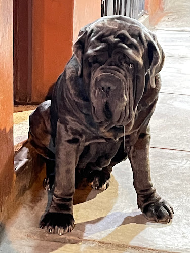 Lomero Huacho - Huacho