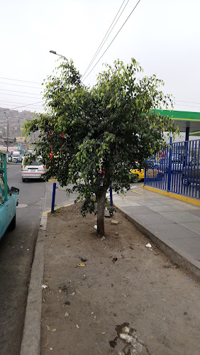 FRUVERNEW - VENTA DE FRUTAS Y VERDURAS LIMA PERU - DISTRIBUCIÓN DE FRUTAS Y VERDURAS LIMA PERU - Gastronomía y hostelería