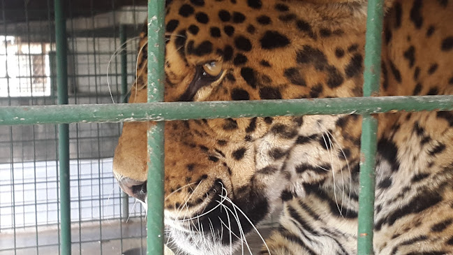 Comentarii opinii despre El Zarco Campestre