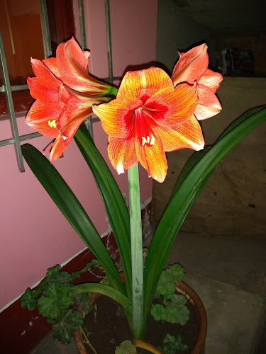 AROMAS Cafe & Pizzas - Gastronomía y hostelería