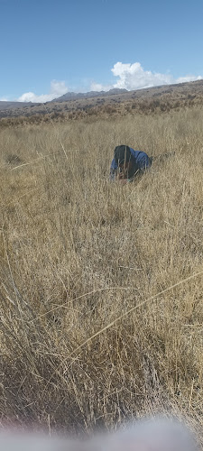 GELATO FRUT - Helado Frito - Juliaca