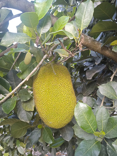 Opinii despre Induagro Fertilizer în Nueva Cajamarca - Gastronomía y hostelería