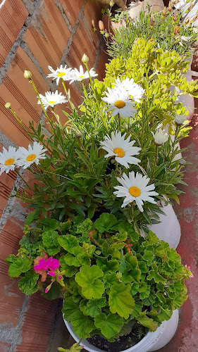 Opinii despre QUINTA CAMPESTRE ACKLLUYO în Espinar - Gastronomía y hostelería