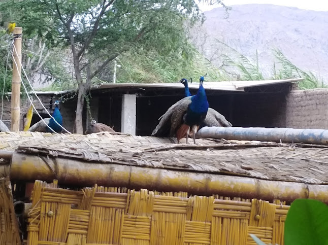 Restaurante Campestre - Complejo Turístico de Barro "LAS RELIQUIAS DE MI PUEBLO" - Gastronomía y hostelería