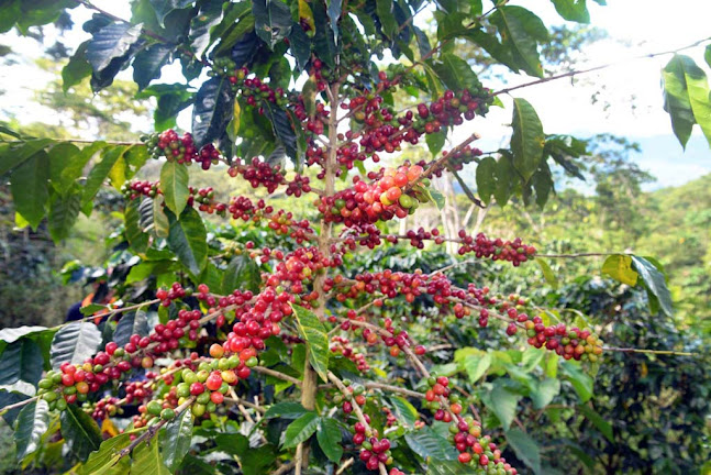 Libertad N°148, Pichari 08000