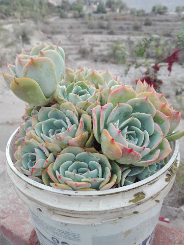 Restaurante El Chaplin - Arequipa