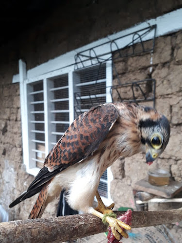 Comentarii opinii despre Recreo Camprestre LOS COCOS