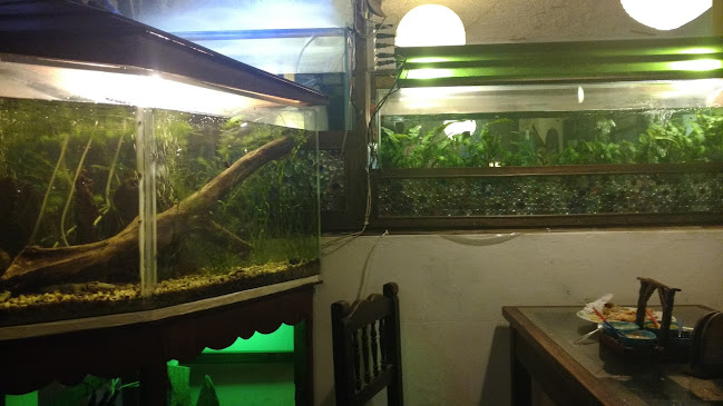 Comentarii opinii despre Restaurante Buggy