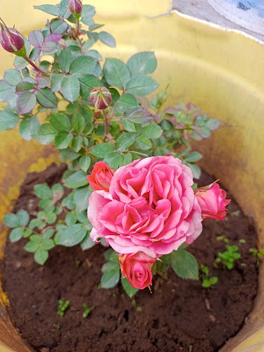 Bar Restaurant "Dorita" - HUAMACHUCO