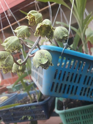 Comentarii opinii despre "Polleria Roly Pollito Quillabambino"