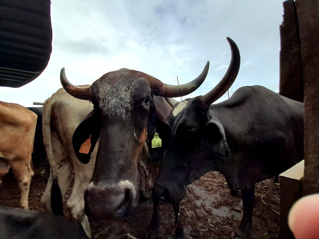 Opinii despre Nauta Loreto în Iquitos - Gastronomía y hostelería