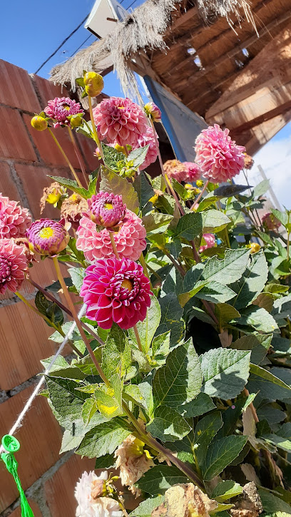 QUINTA CAMPESTRE ACKLLUYO